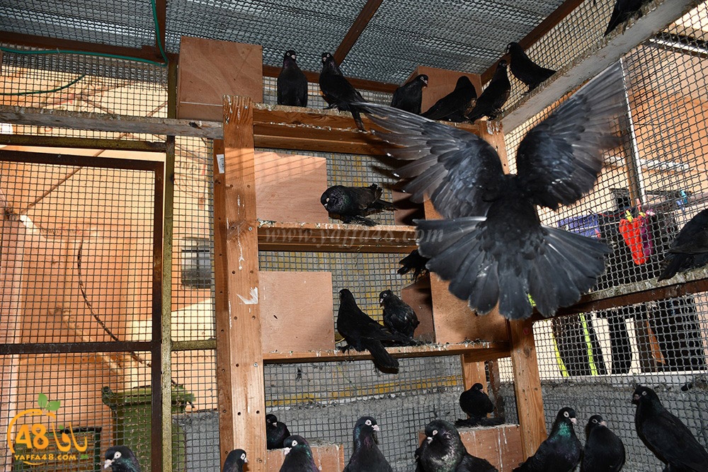 zohdi 3ashoor (70).jpeg